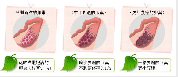 卵巢呵護(hù)