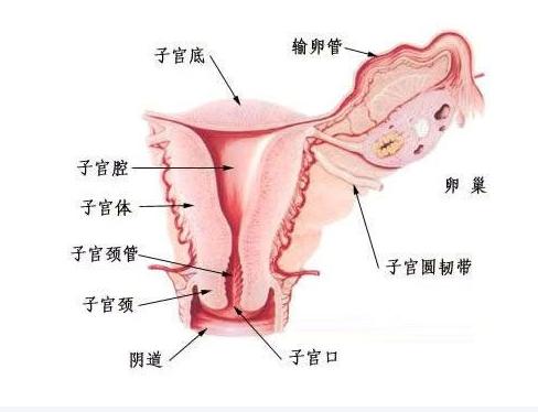 子宮內(nèi)環(huán)境會(huì)影響試管嬰兒成功率