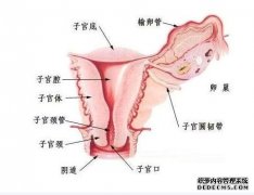 子宮內(nèi)環(huán)境會(huì)影響試管嬰兒成功率