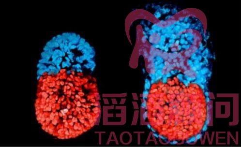 震驚!無(wú)需精子和卵子 科學(xué)家培育出了**個(gè)人造胚胎