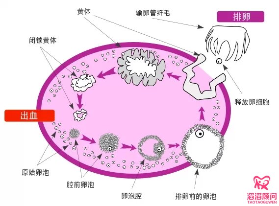 卵泡監(jiān)測(cè)