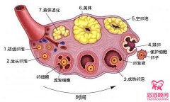 什么樣的卵泡算是“優(yōu)勢卵泡”？
