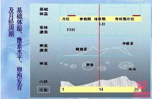 卵泡監(jiān)測(cè)