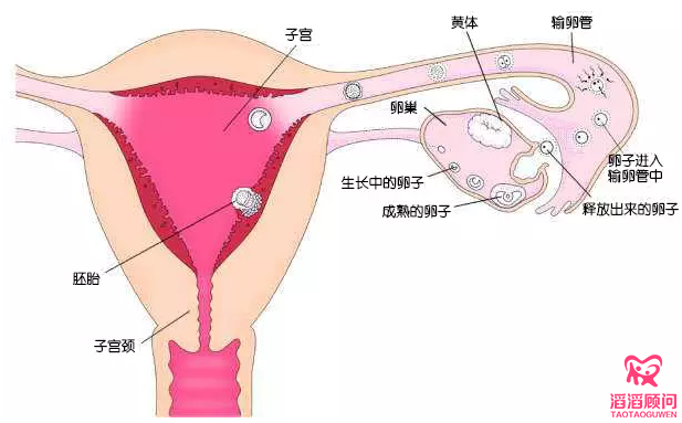 檢測(cè)卵泡