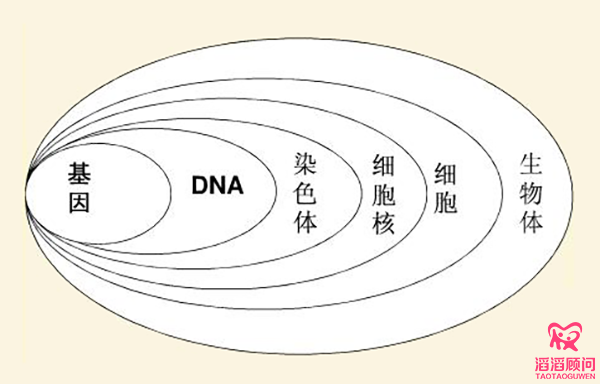 基因與生物體的關(guān)系