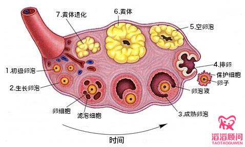 卵泡監(jiān)測