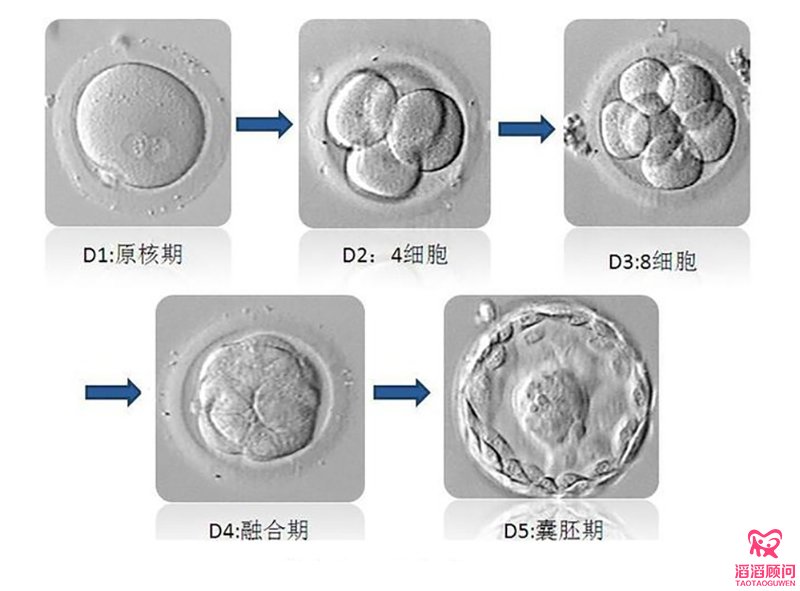  試管嬰兒的胚胎分級(jí)