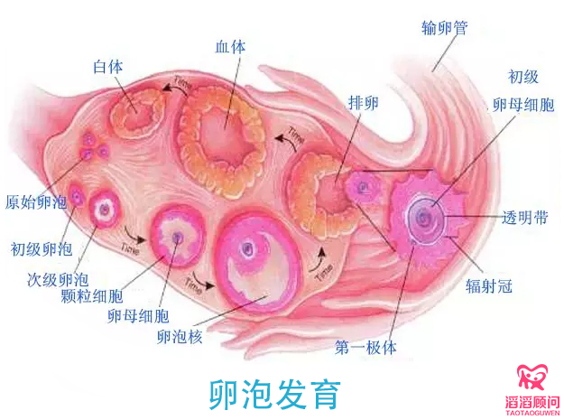 卵子發(fā)育不好的原因