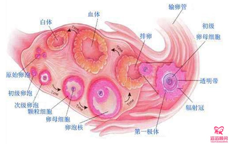 卵泡發(fā)育