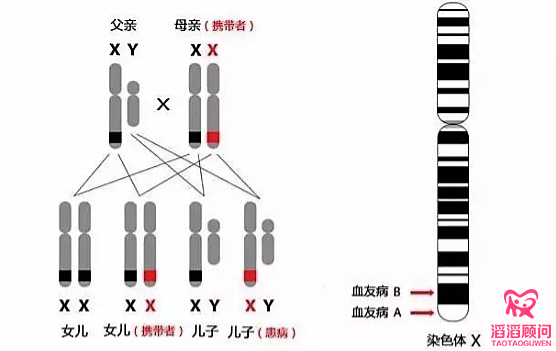 傳男不傳女的遺傳病