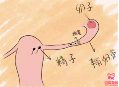 輸卵管不通就要選擇試管嬰兒技術助孕嗎
